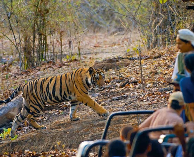 bandhavgarh national park