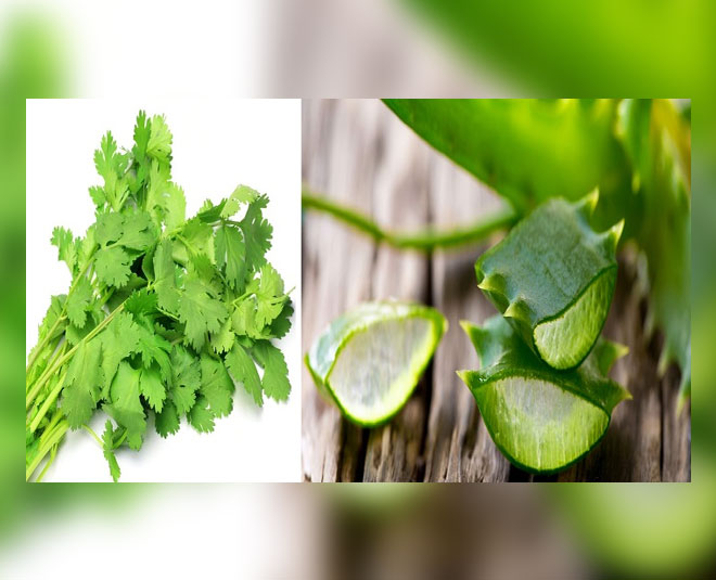 How Coriander Face Pack Promotes Beautiful Skin how coriander face