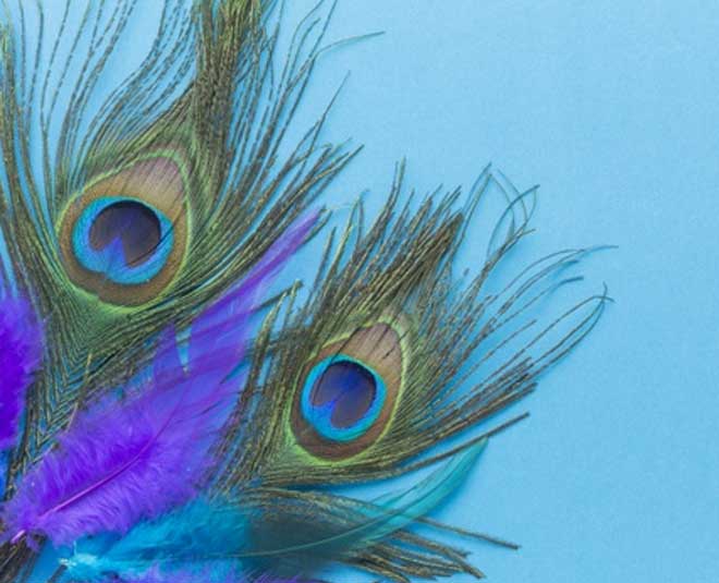 Vastu Secret to Attracting Wealth: Keep a Peacock Feather in Your Home