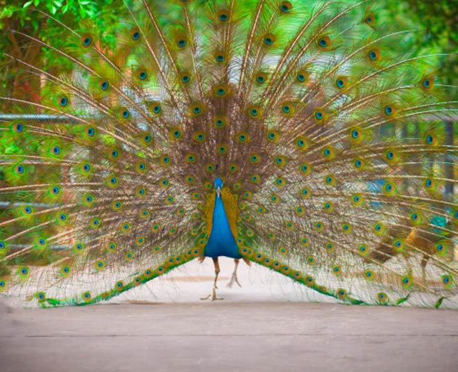 Are peacock feathers bad luck ? — The House of Good Fortune