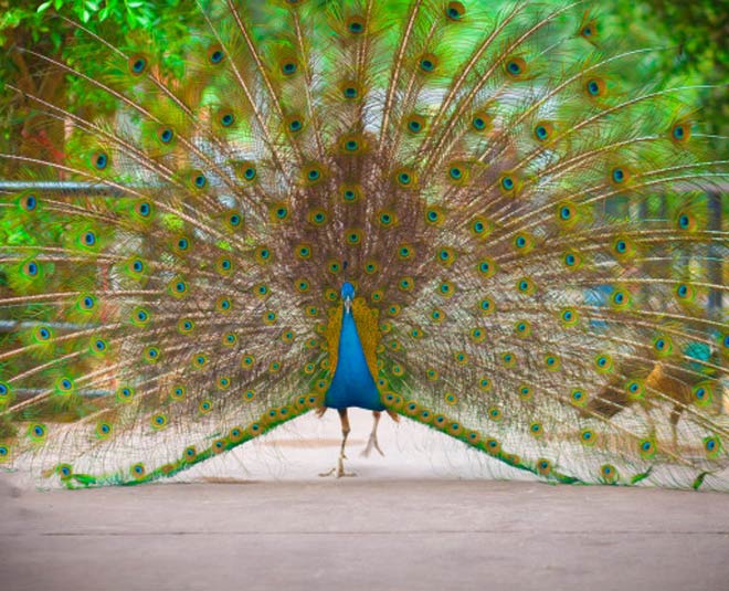 Natural Real Full Length Peacock Feather Home Decor Good Luck and Worship