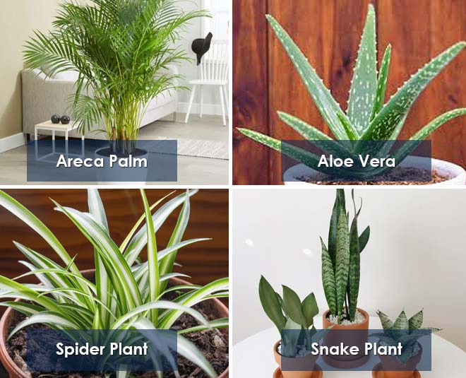 air purifying plants