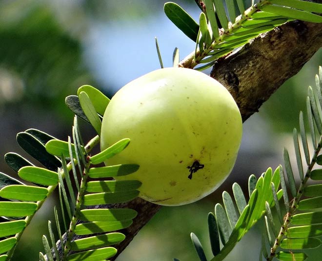 amla