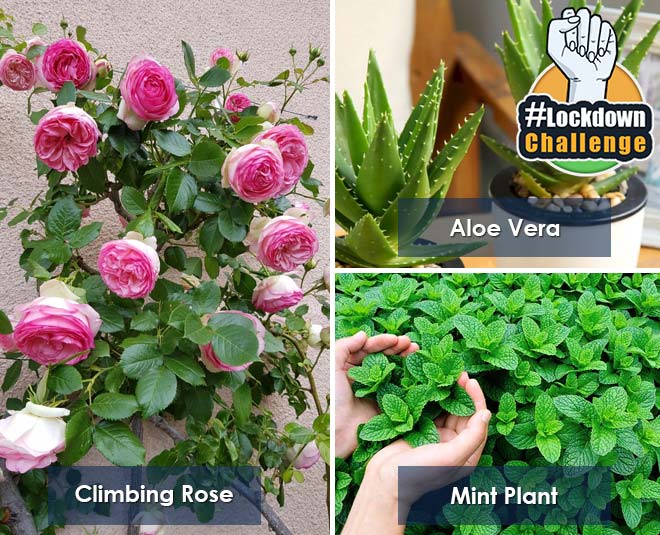 best plants to grow at home
