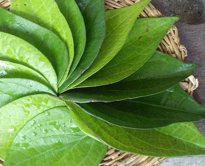 betel leaf health benefits one