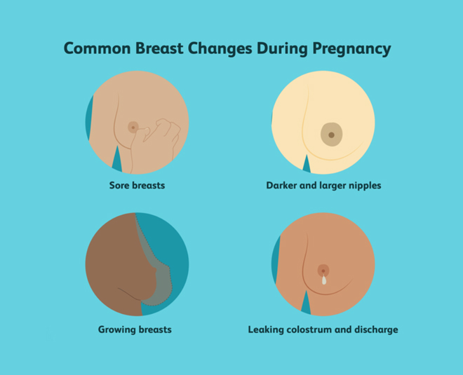 Why breast size increase during pregnancy 