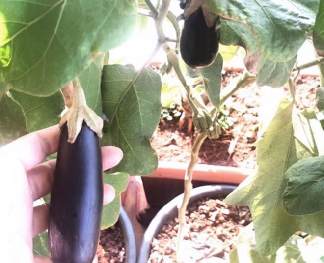 brinjal inside 