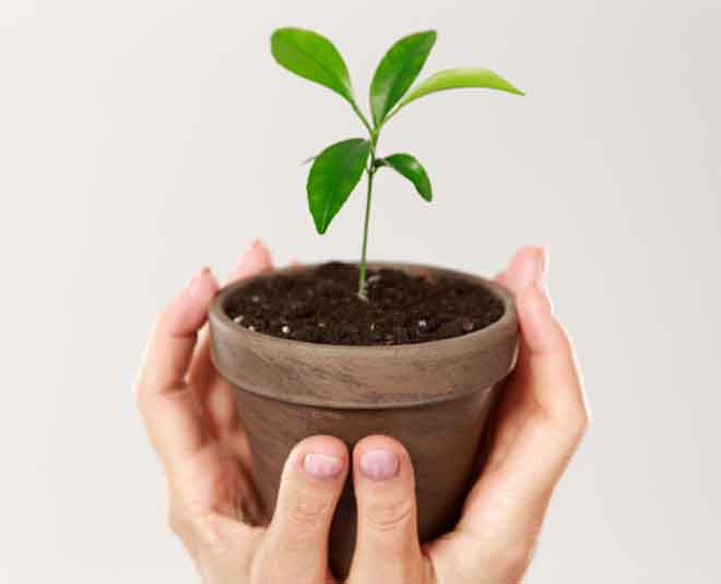 care of your plant during summer Inside