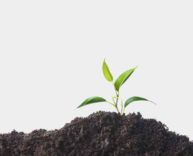 care of your plant during summer Inside