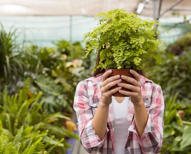 care of your plant during summer Inside