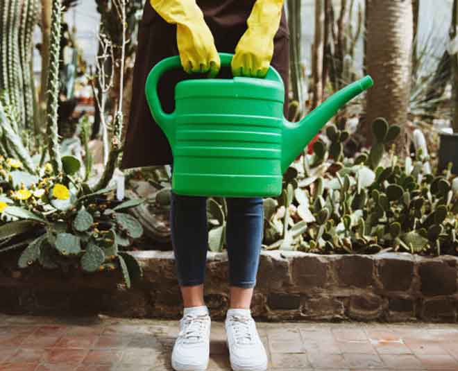 care of your plant during summer Inside