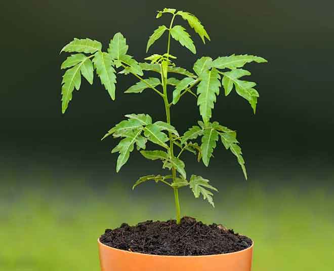 care of your plant during summer Inside