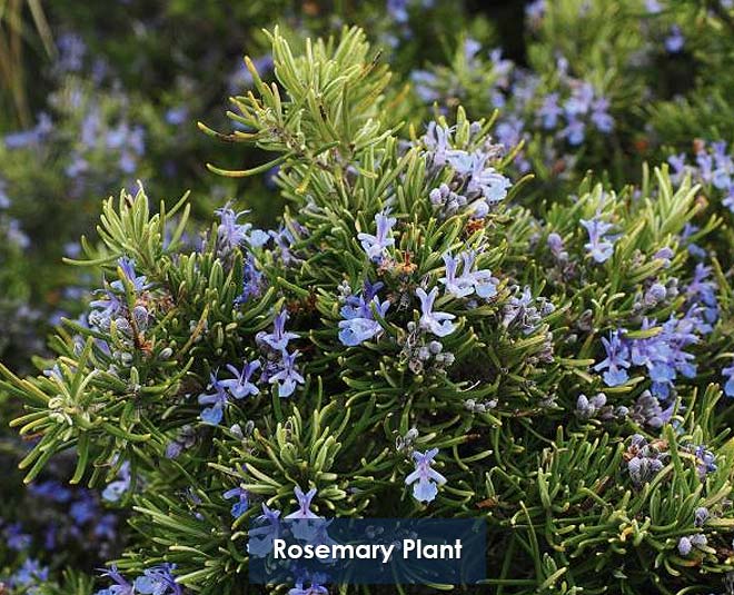 different rosemary plants