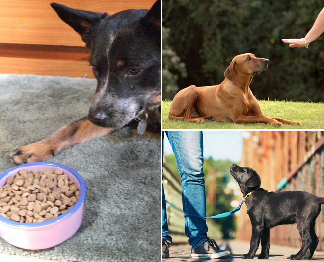 dog feeding and training tips
