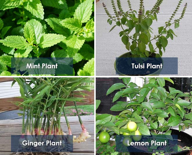 easy herb plants to grow