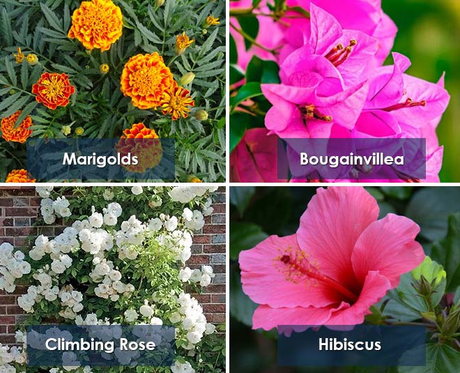 flowering plants to grow