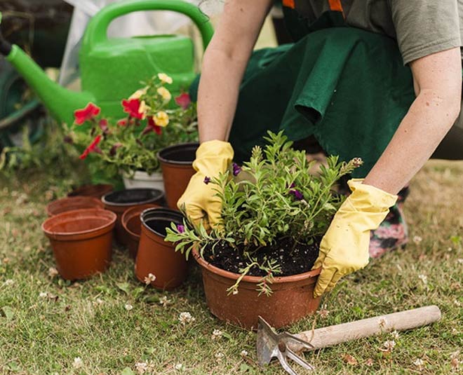 gardening mistakes you should avoid inside 
