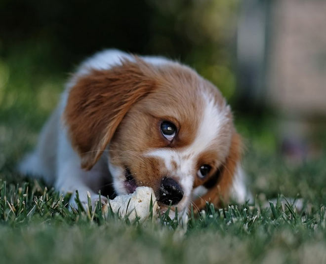 how to train your dogs