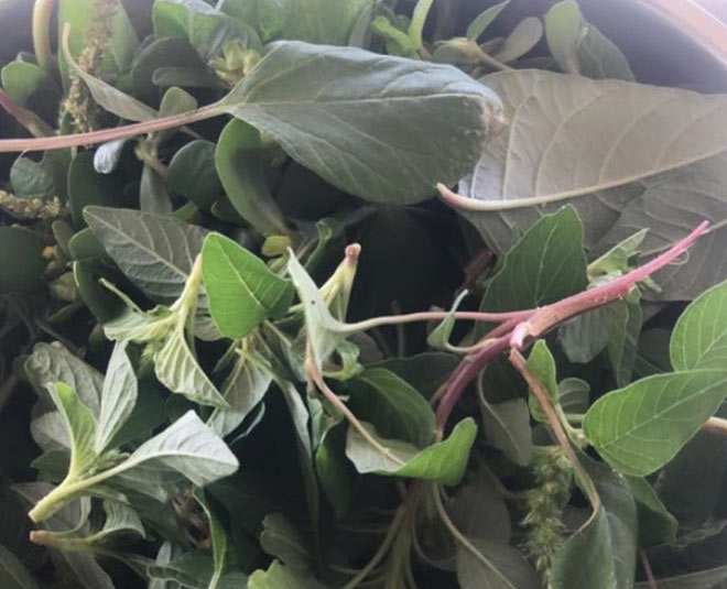 organic vegetable inside 