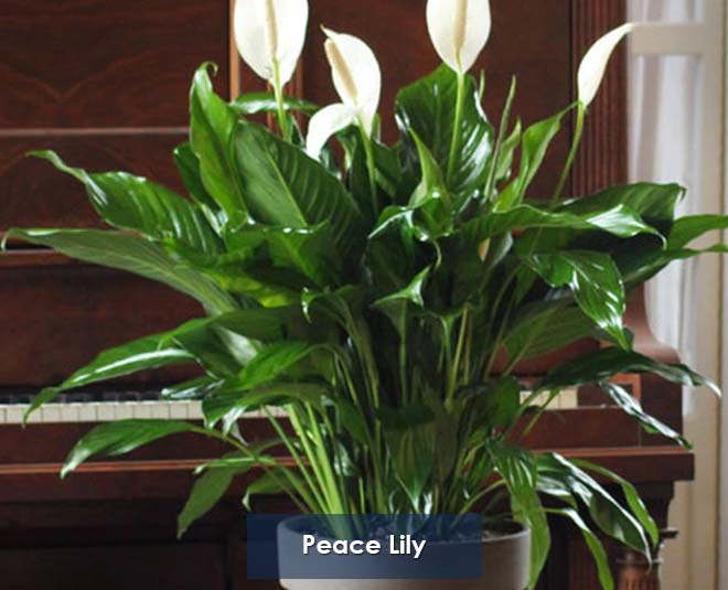 peace lily for home