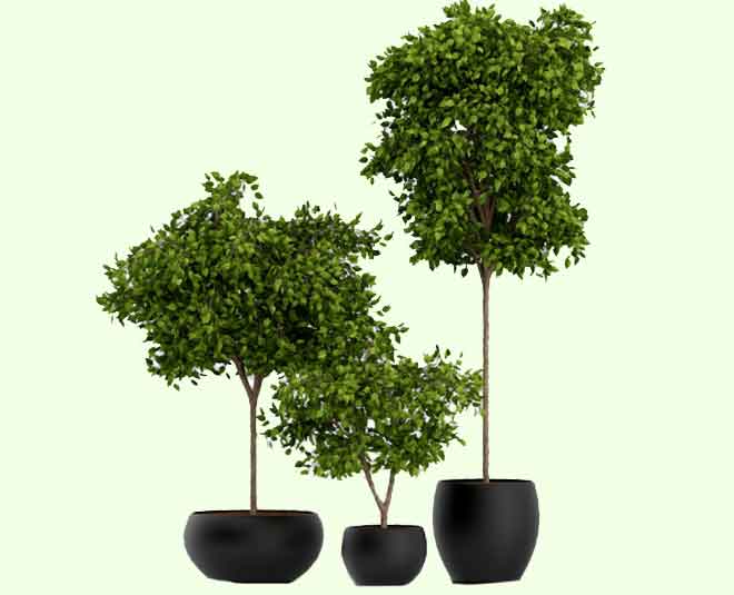 take care of your indoor plants Inside