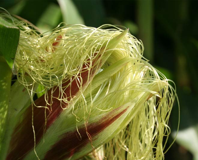 Controls Blood Pressure