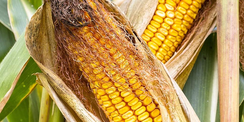 Manages Cholesterol In The Body