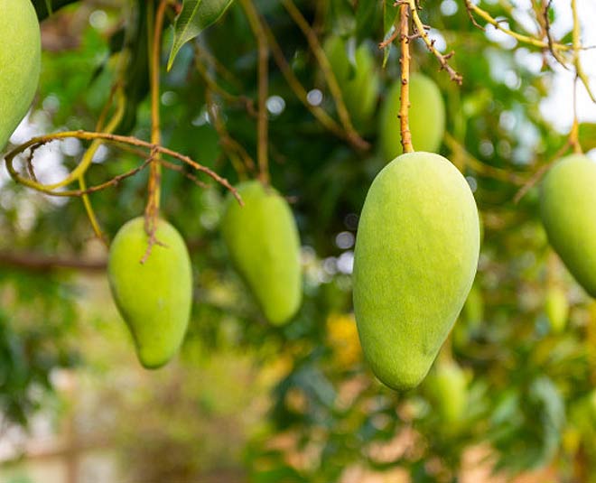 Raw Mango Health Benefits-Reap These Amazing Health Benefits From Raw Mango