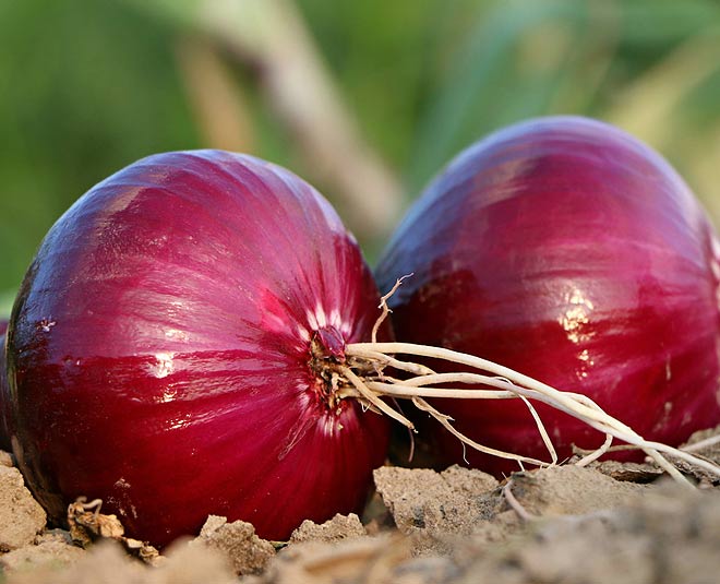 beer and onion hair mask