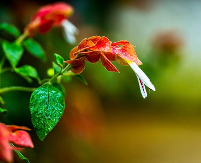 care of plants during monsoon inside 