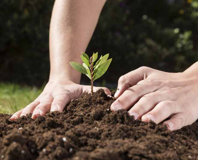 celebrate independence day at home plants