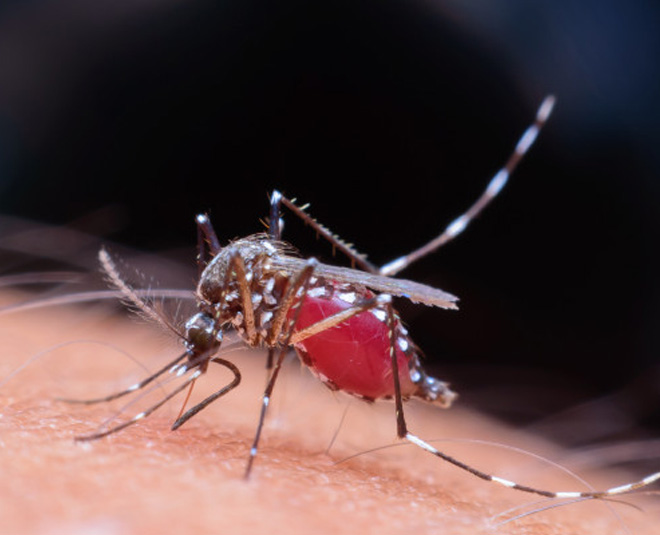 dengue prevention tips inside 