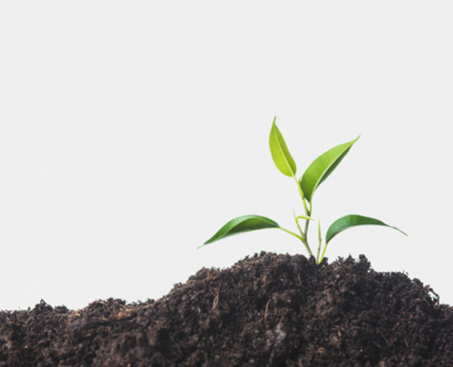 how plants grow faster and healthier inside