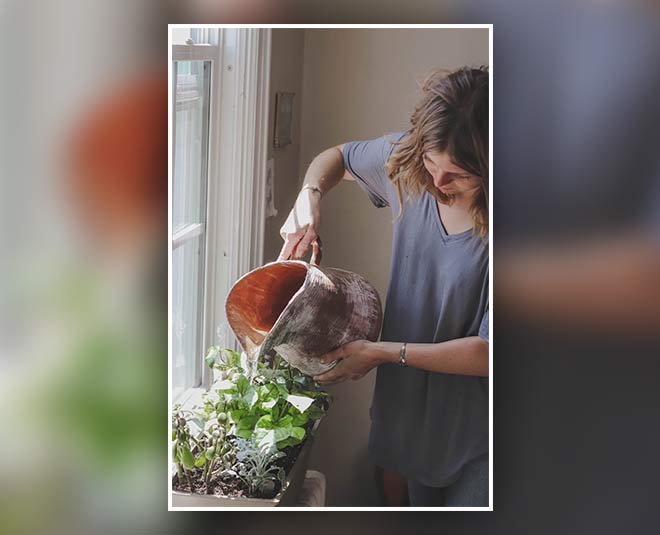 plantation in garden