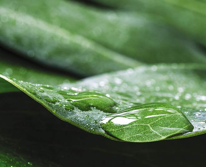 plants during monsoon inside 
