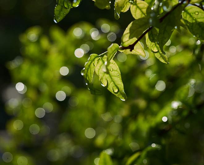 plants during monsoon take care inside 