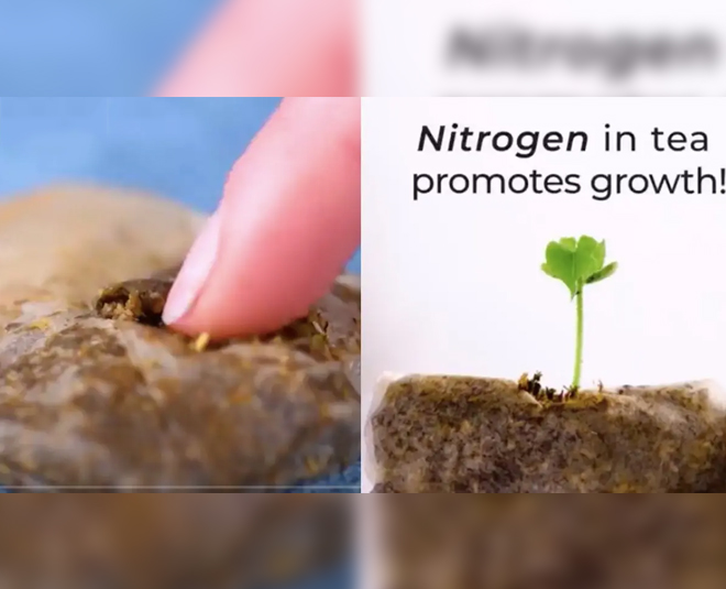 plants grow faster and healthier inside