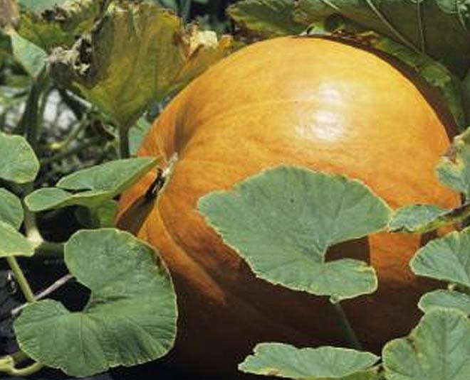 pumpkin leves eating