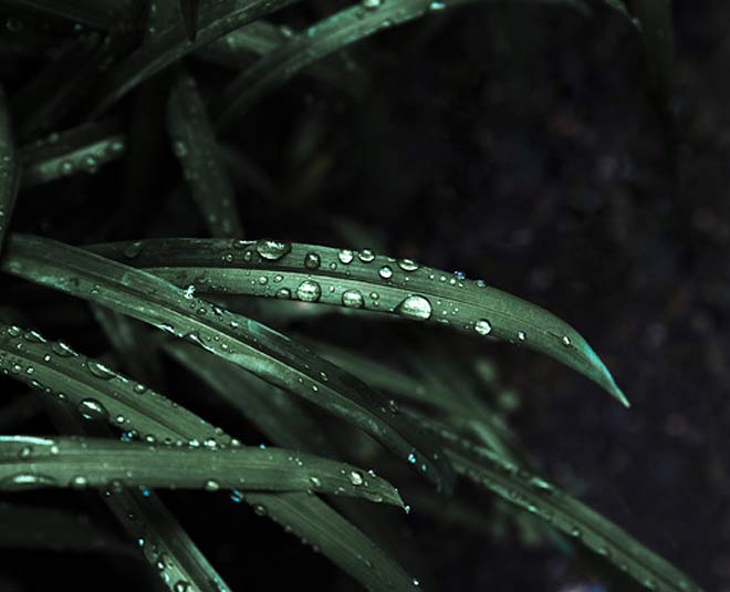 take care plants during monsoon inside 