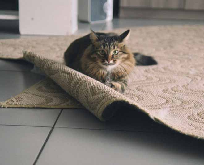 useful-tips-to-find-pet-friendly-rug-in-hindi-useful-tips-to-find-pet