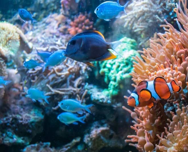 Some Myths About Keeping An Aquarium In Hindi