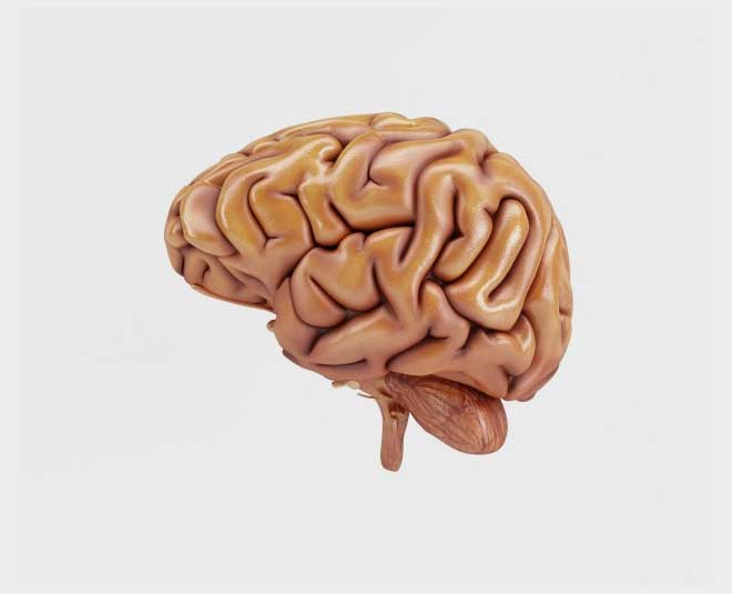 ब्रेन foods for brain inside