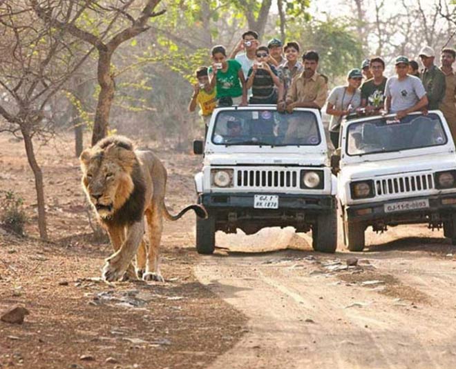 gir safari