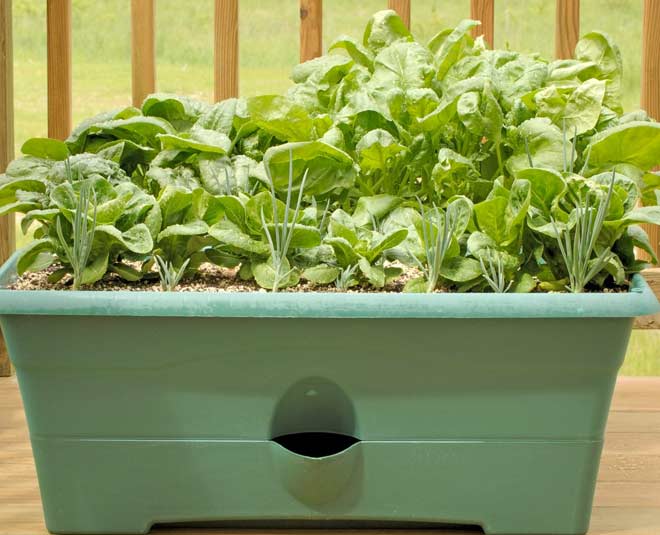 grow spinach at home in winter