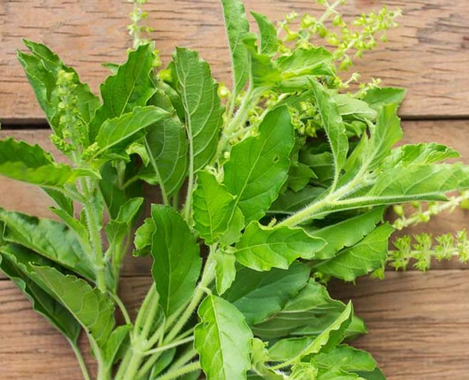 home remedies for mouth ulcer tulasi inside 