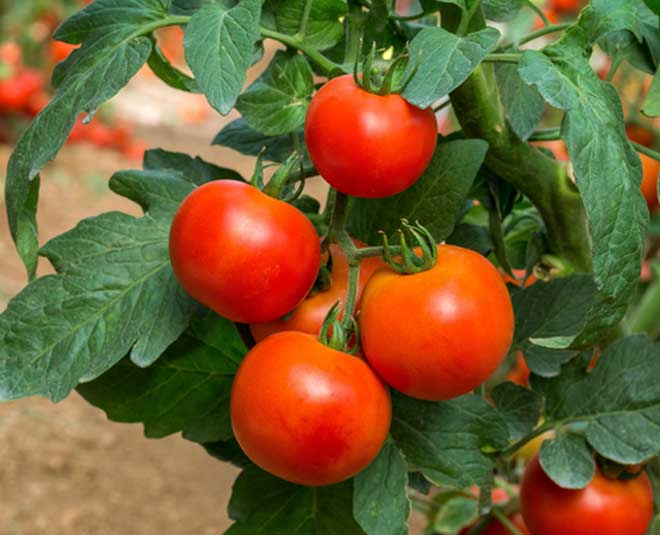 home remedies remove black spots nose wearing glasses tomato inside 