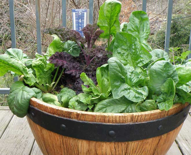 how to grow spinach at home in winter inside 
