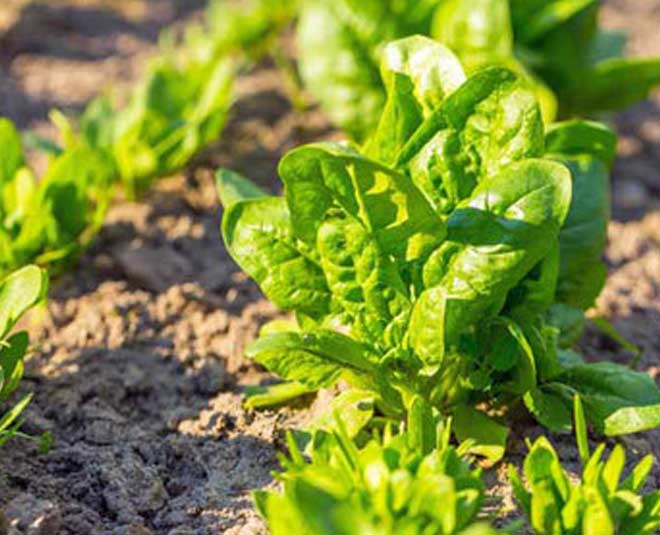 how to grow spinach at home in winter inside 