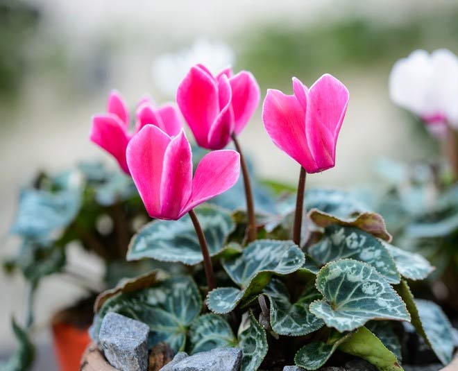 ideas to take care of your plants during winter