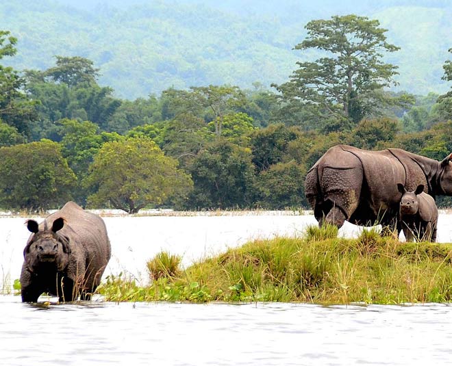 kaziranga national park